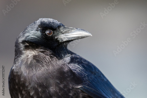 Full Head Portrait of a Northwestern Crow  © Jeff Huth