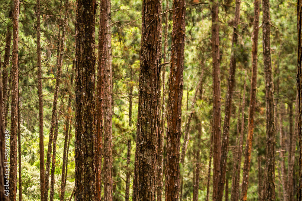 Woods Woods