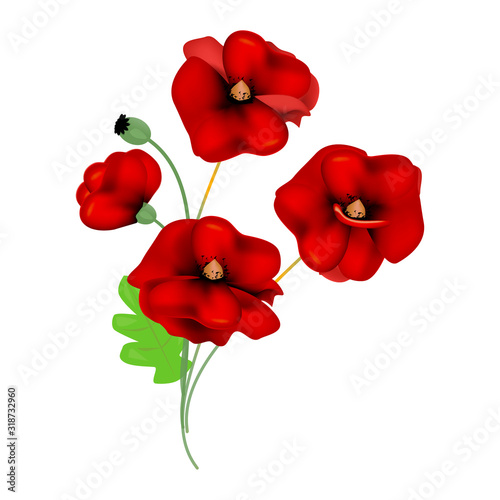 red poppies on a white background beauty concept