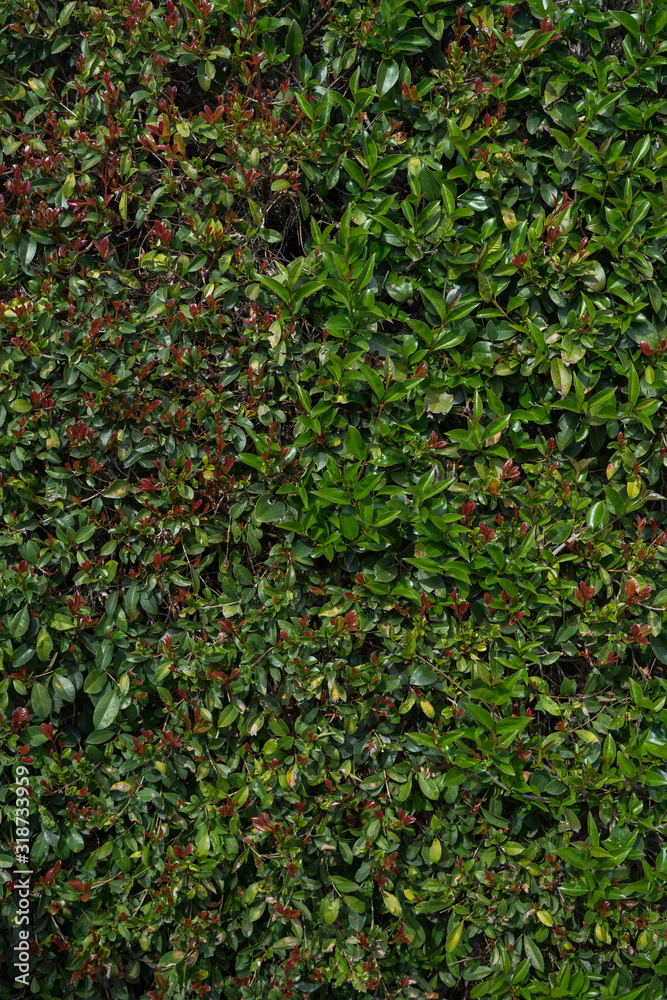 green and red leaves overgrowth concept and wallpaper