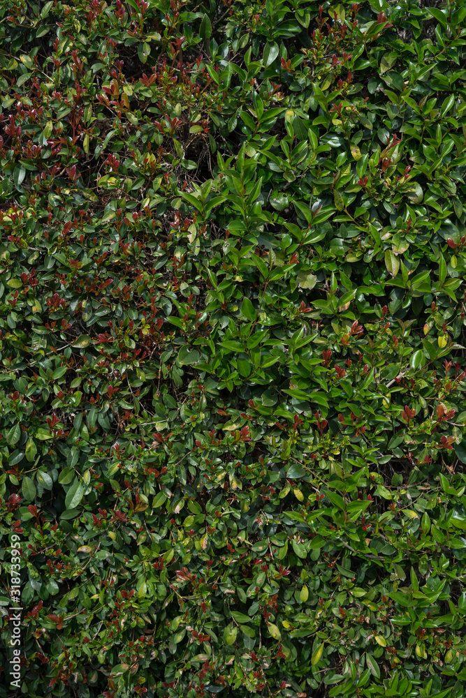 green and red leaves overgrowth concept and wallpaper green and red leaves overgrowth concept and wallpaper