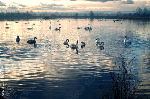 A beautiful swan family swims on the lake