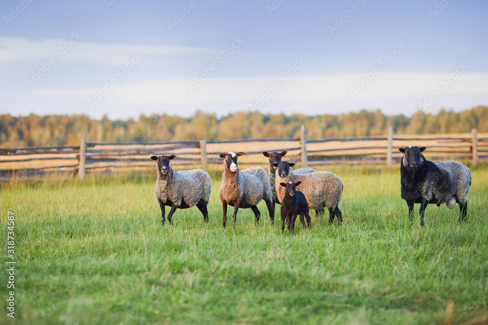 Flock of sheep on green grass on pasture. Herd of sheep on green meadow. Farming outdoor. Flock of sheep on green grass on pasture. Herd of sheep on green meadow. Farming outdoor.