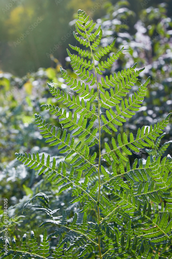 Pteridium aquilinum or bracken, brake or common bracken, also known as eagle fern, and Eastern brakenfern