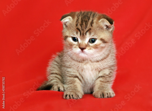 Scottish kitten on a red background.