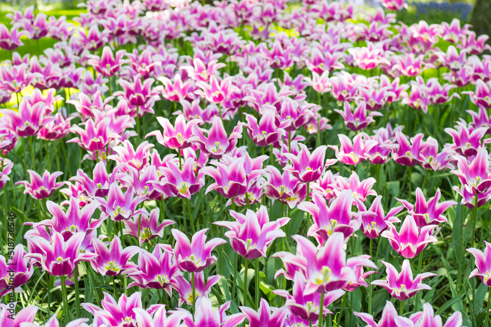 Tulips paradise at Keukenhof park, Holland
