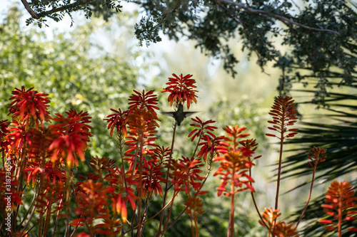 red flowers in the garden