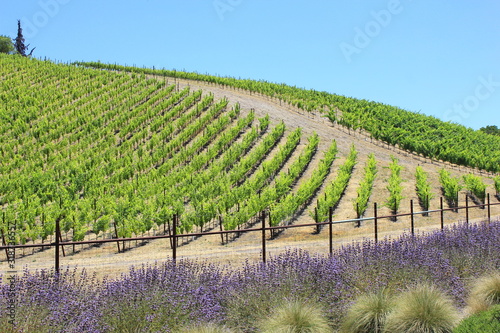 Paso Robles, California and local wine country