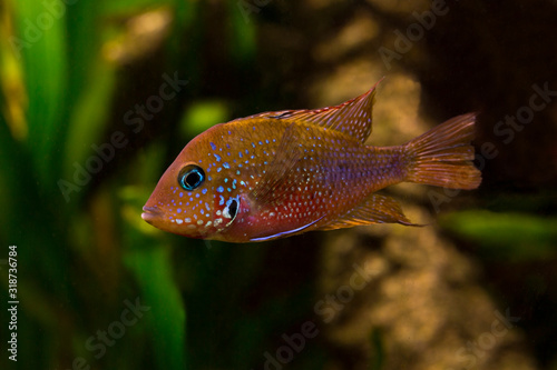  Blue flash (Thorichthys aureus, Syn.: Cichlasoma aureum). photo