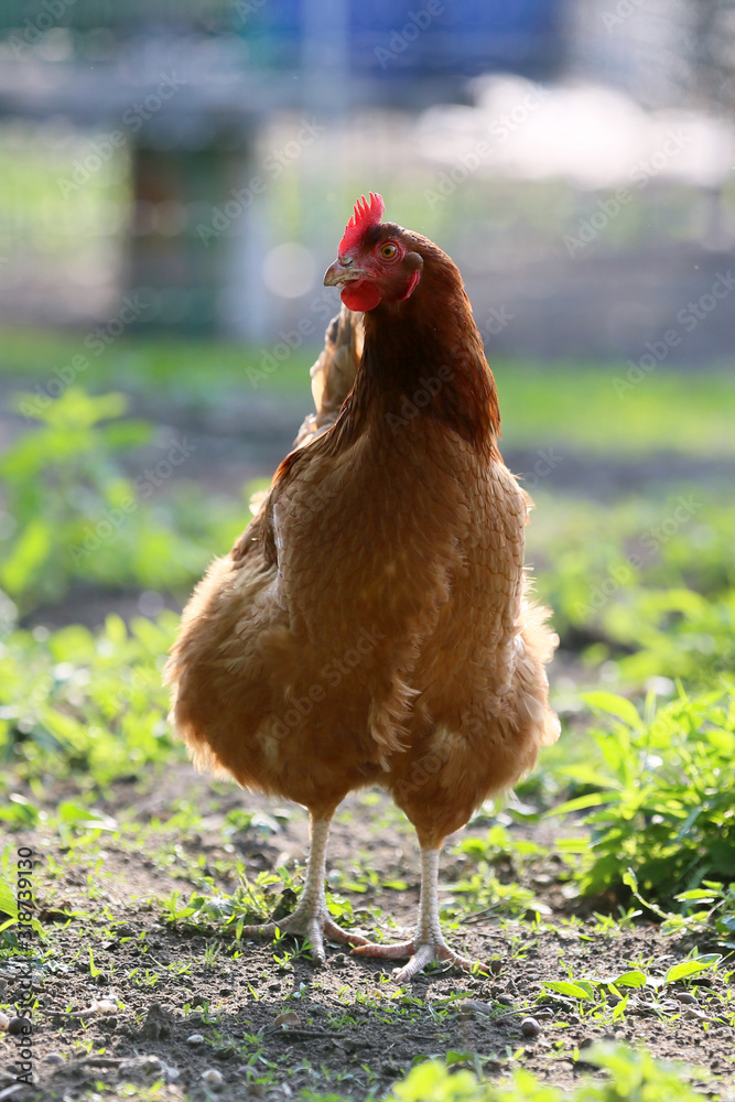 Fototapeta premium There must be chickens in the countryside on every farm.