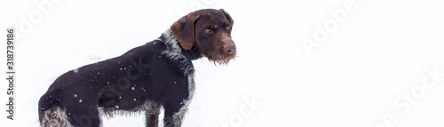 Photography German hunting watchdog drahthaar, Beautiful dog portrait in winter