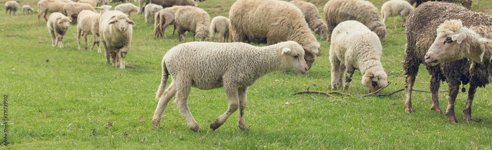 Sheep and goats graze on green grass in spring. Panorama, toned. Sheep and goats graze on green grass in spring. Panorama, toned.