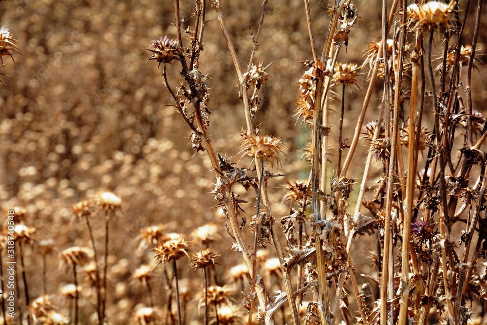 field of dry and brown thistles