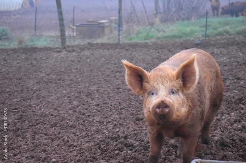 Tamworth pig originating in its namesake Staffordshire region in United Kingdom Award winning domestic breed with long legs and snouts narrow backs long bristles and ability to sprint like a wild boar photo