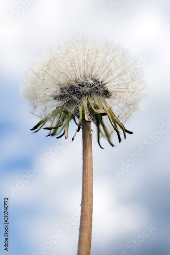 Close up shot of a dandelion flower ball