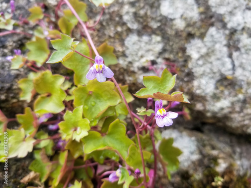 Ivy-leaved toadflax, Kenilworth ivy or pennywort photo