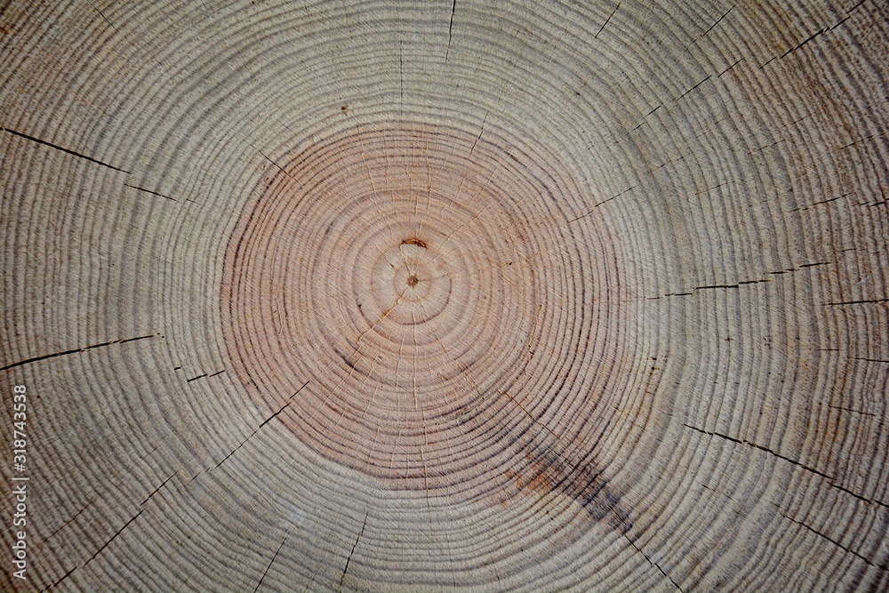 wooden log in the forest wooden log in the forest