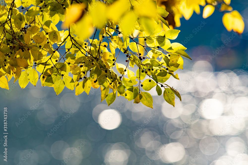 Obraz premium 紅葉