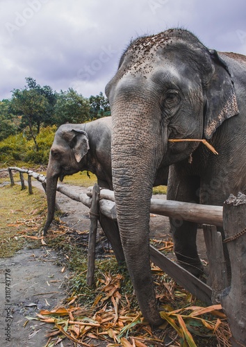 Photography elephants in sanctuary