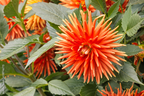 closeup of orange dahlia plant with flowers in bloom