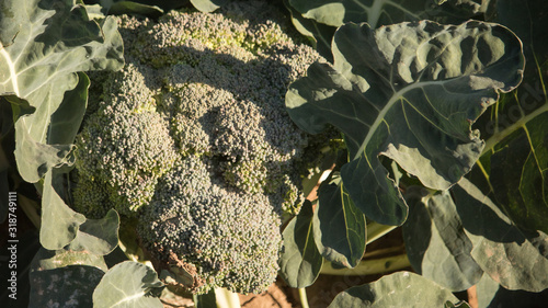 Close up of broccoli head and leaf in field - Yuma Arizona