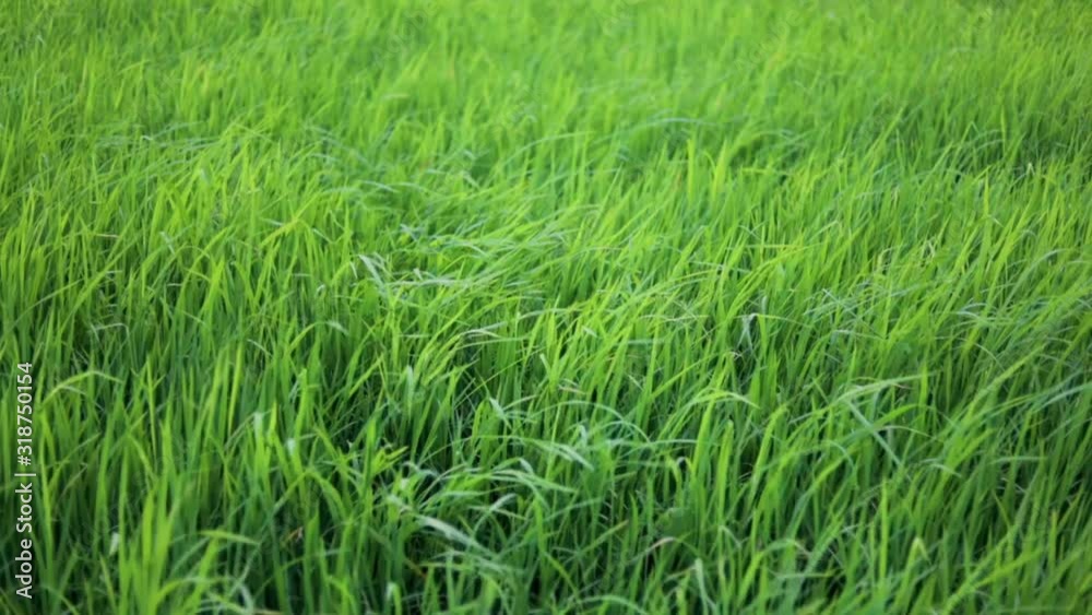 Slow motion green rice field with the wind blowing