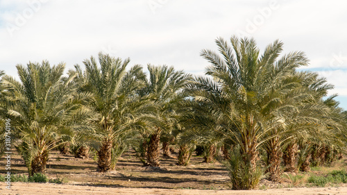 Date palm tree orchard with copy space - Yuma Arizona