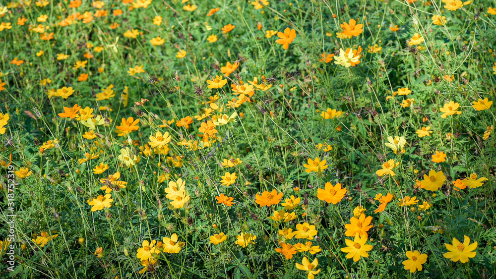 Cosmos flowers on field with green leaves background, Close-up flower
