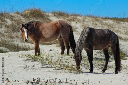 Wild Horses on Cumberland Island Beach