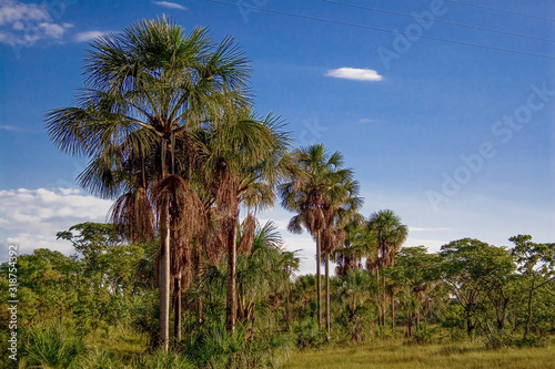 Buritis palms at brazilian Jalapão desert at Tocantins state