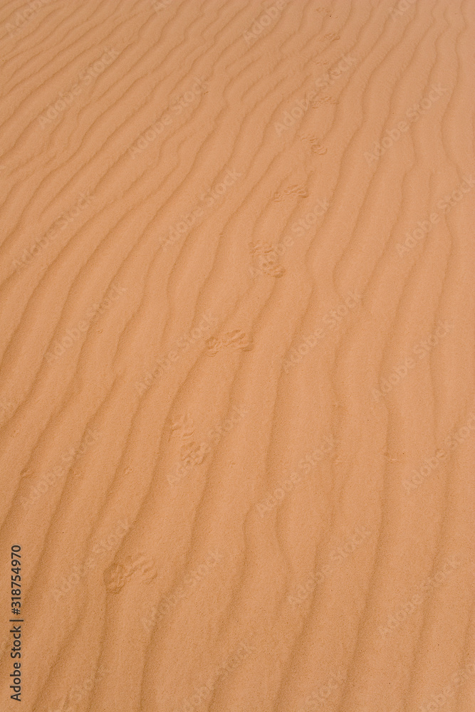 Jaguar footprints following an emu at Jalapão dunes Brazil Jaguar footprints following an emu at Jalapão dunes Brazil