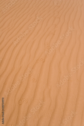 Jaguar footprints following an emu at Jalapão dunes Brazil