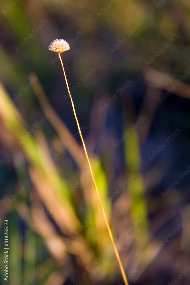 Golden grass brazilian typical handicraft work from Jalapão