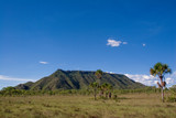 Buriti palm trees in the foreground with hill in the background