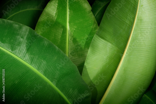 Close up view of a large tropical banana leaf