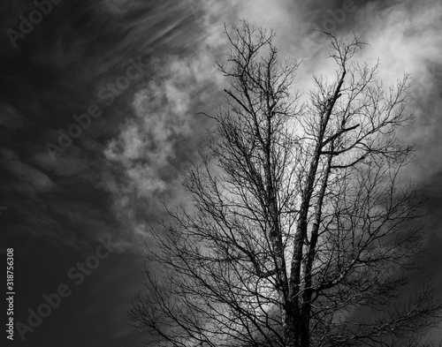 Tree in the Storm © Dave