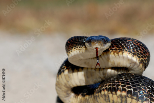 Pantherophis obsoletus