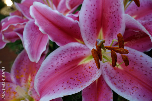 Beautiful colorful pink  Lilly closeup