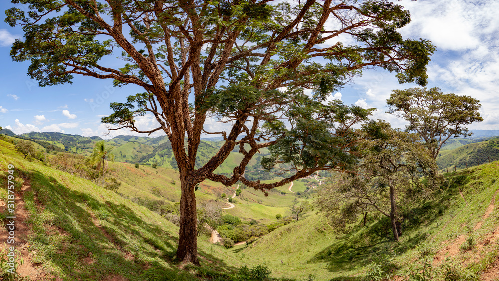 Large tree in the foreground with a green valley in the background
Large tree in the foreground with a green valley in the background