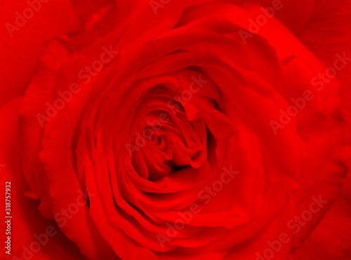 Red rose is the background of valentine days