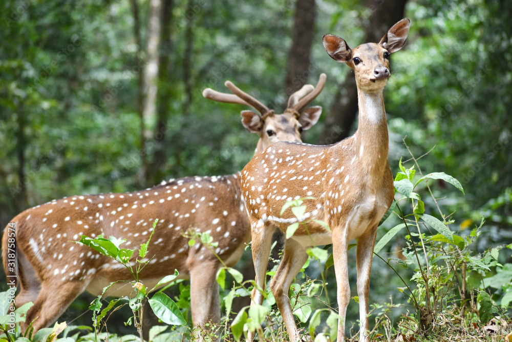 Beautiful spotted deers in a dense green forest Beautiful spotted deers in a dense green forest