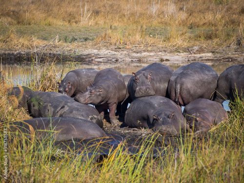 Fotografia group of hippopotamus on riverbank,