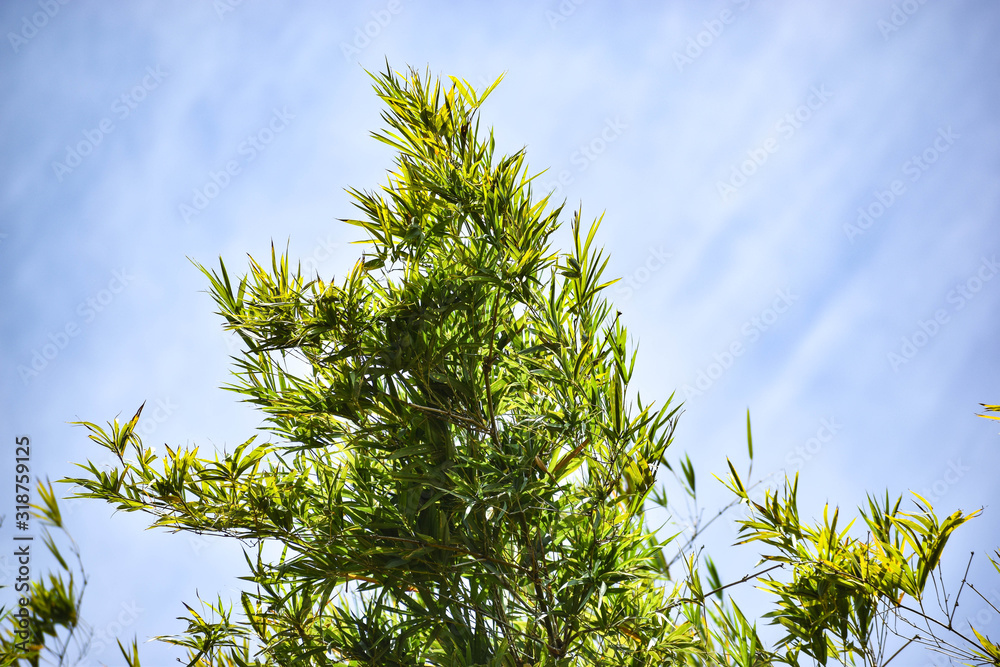 bright leaves of bamboo tree shines in sunlight bright leaves of bamboo tree shines in sunlight