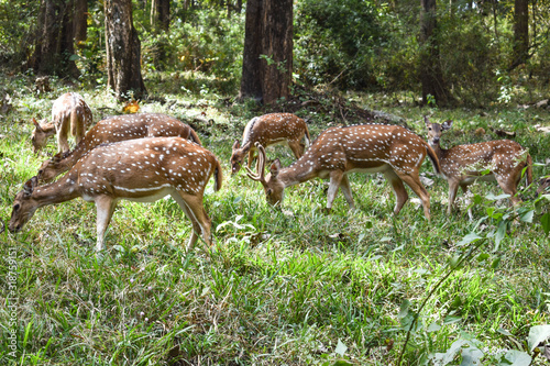 Beautiful spotted deers in a dense green forest