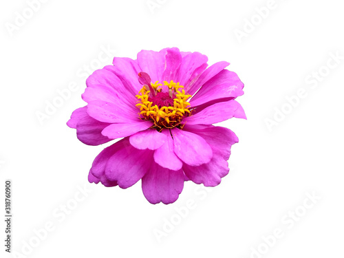 Flower for flower frame or other decoration. Dahlia flower isolated on white background.