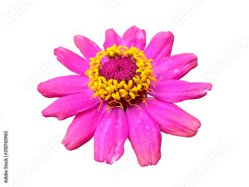 Flower for flower frame or other decoration. Dahlia flower isolated on white background.
