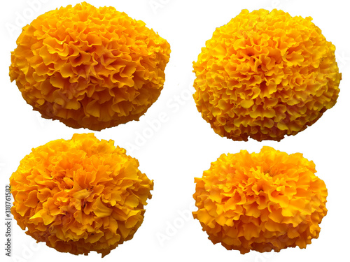Flower for flower frame or other decoration. Yellow Marigold flower isolated on white background. photo