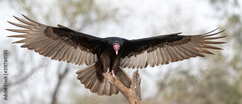 Turkey Vulture photo