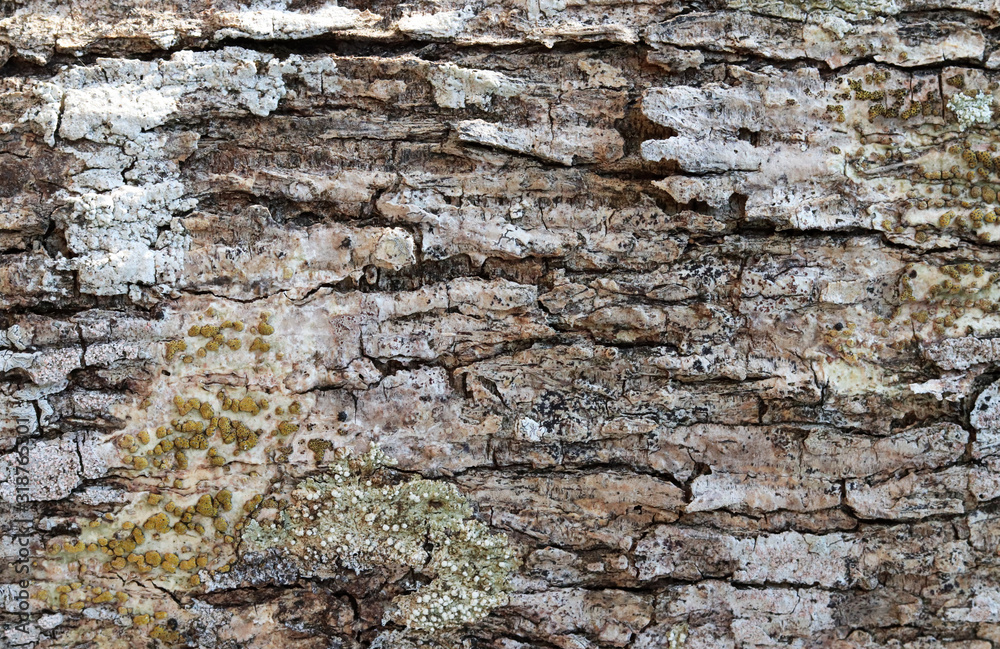 Brown tree skin. dry tree brown and bark texture and background Brown tree skin. dry tree brown and bark texture and background