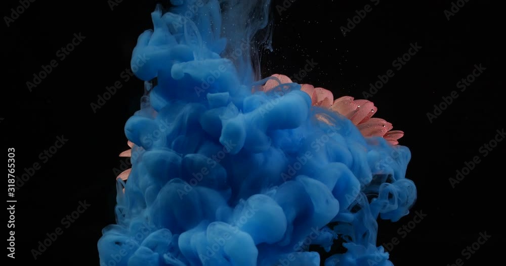 Clubs of blue paint explode in water from  pink flower on black background isolated. Colored ink explosion coming from inside of  gerbera . Environmental pollution concept. Slow motion macro